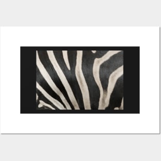 Zebra Print 2 Posters and Art